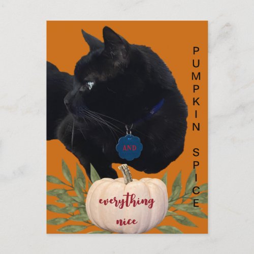 Pumpkin Spice Everything Nice Black Cat Postcard