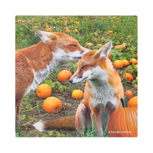 Pumpkinpatch Foxes  Metal Print