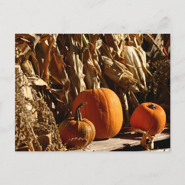 Pumpkins and Corn Postcard (Front)
