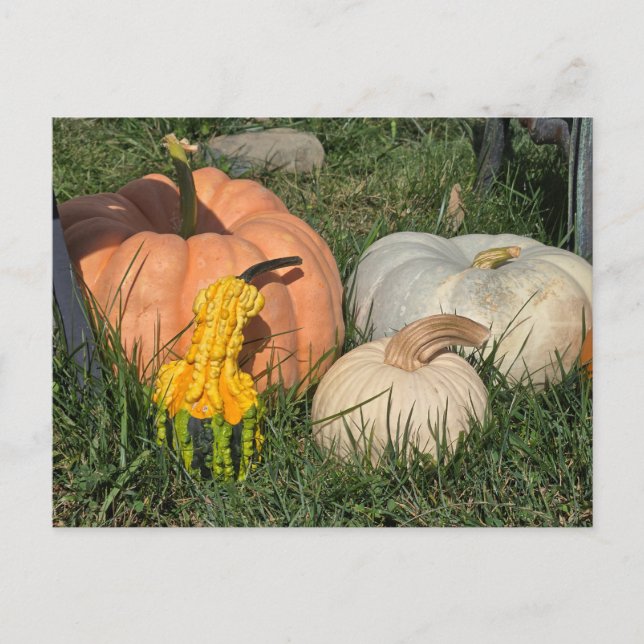 Pumpkins and Gourds Postcard (Front)
