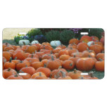 Pumpkins and Mums Autumn Harvest Photography License Plate