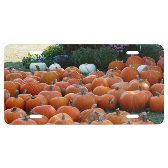Pumpkins and Mums Autumn Harvest Photography License Plate (Front)