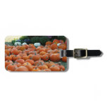 Pumpkins and Mums Autumn Harvest Photography Luggage Tag