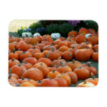 Pumpkins and Mums Autumn Harvest Photography Magnet