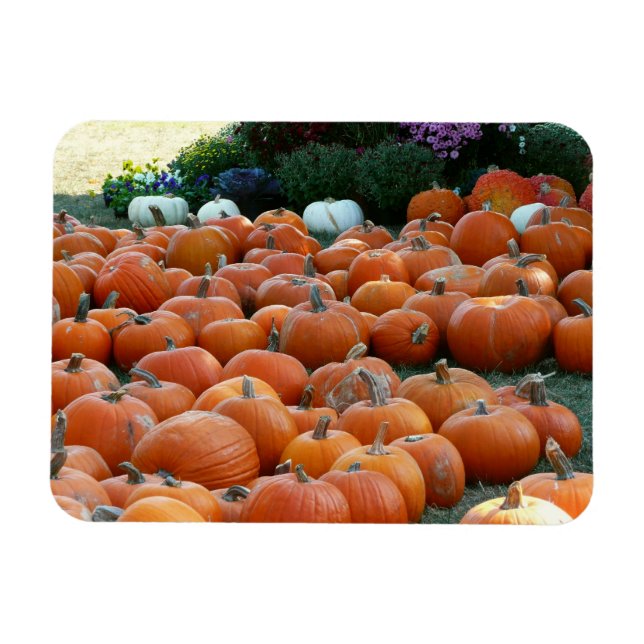 Pumpkins and Mums Autumn Harvest Photography Magnet (Horizontal)