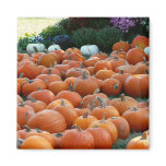 Pumpkins and Mums Autumn Harvest Photography Magnet