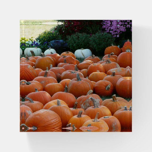 Pumpkins and Mums Autumn Harvest Photography Paperweight (Front)