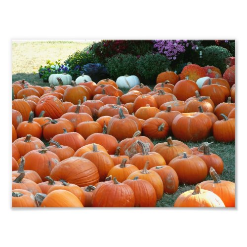 Pumpkins and Mums Autumn Harvest Photography Photo Print