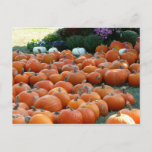 Pumpkins and Mums Autumn Harvest Photography Postcard