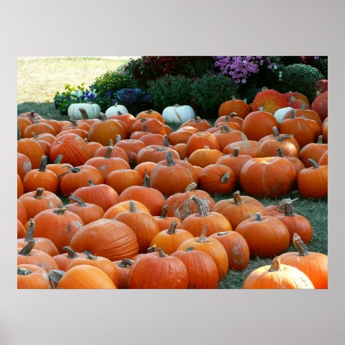 Pumpkins and Mums Autumn Harvest Photography Poster