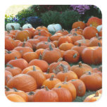 Pumpkins and Mums Autumn Harvest Photography Square Sticker