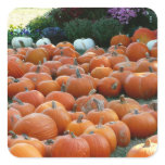 Pumpkins and Mums Autumn Harvest Photography Square Sticker