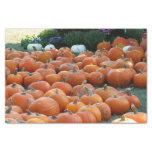 Pumpkins and Mums Autumn Harvest Photography Tissue Paper