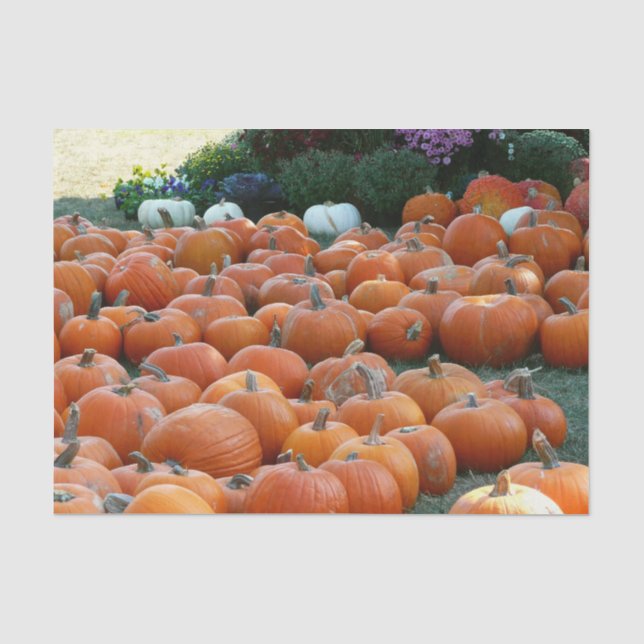 Pumpkins and Mums Autumn Harvest Photography Tissue Paper (Front)