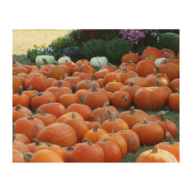 Pumpkins and Mums Autumn Harvest Photography Wood Wall Decor (Front)