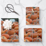 Pumpkins and Mums Autumn Harvest Photography Wrapping Paper Sheets