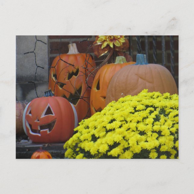 Pumpkins and Mums Postcard (Front)