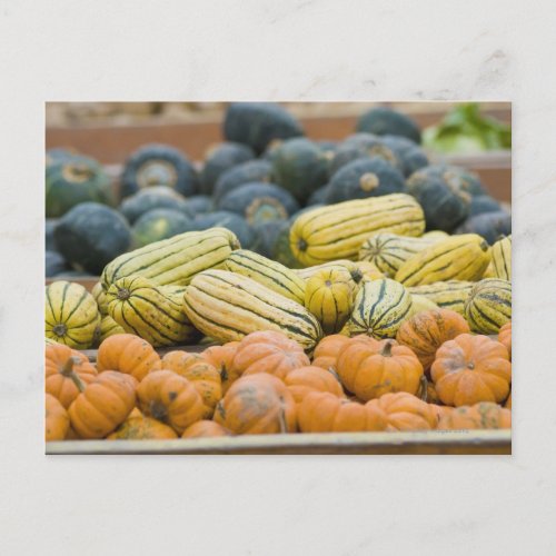 Pumpkins and squash on display at farmers postcard