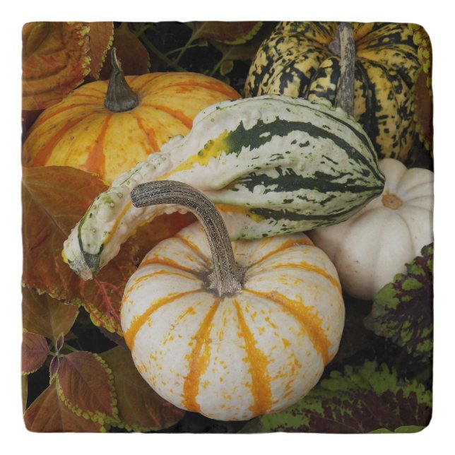 Pumpkins and Squash Still Life Photo Trivet (Front)