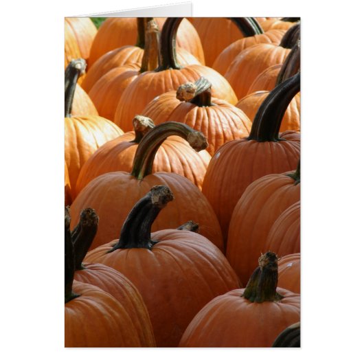 Pumpkins Cards (Front)