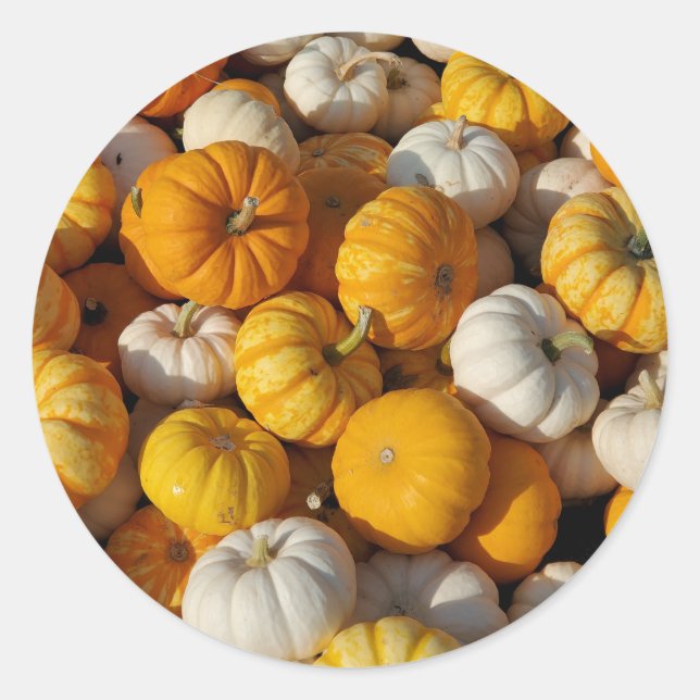 Pumpkins Classic Round Sticker (Front)
