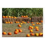 Pumpkins, Corn and Hay Autumn Harvest Photography