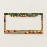 Pumpkins, Corn and Hay Autumn Harvest Photography License Plate Frame