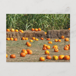 Pumpkins, Corn and Hay Autumn Harvest Photography Postcard
