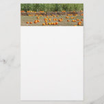 Pumpkins, Corn and Hay Autumn Harvest Photography Stationery