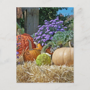 Pumpkins Fall Autumn Purple Flowers Peace Love Art Postcard