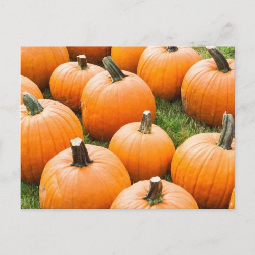 Pumpkins for Sale at a Farmers Market Postcard