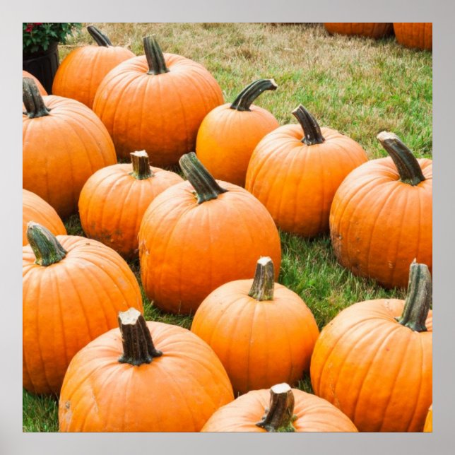 Pumpkins for Sale at a Farmer's Market Poster (Front)