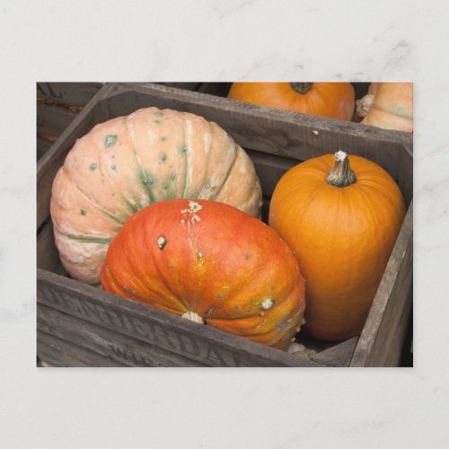 Pumpkins for sale postcard
