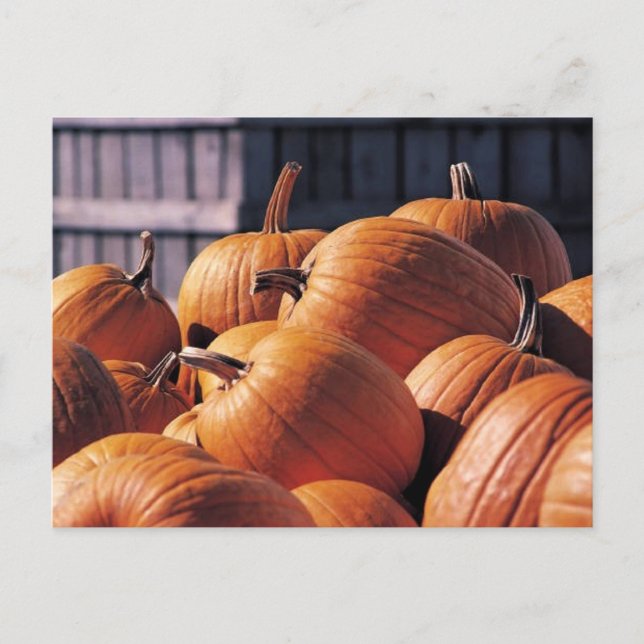 Pumpkins in a Bin Postcard (Front)