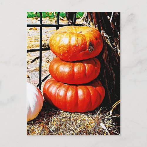 Pumpkins in a Stack Postcard