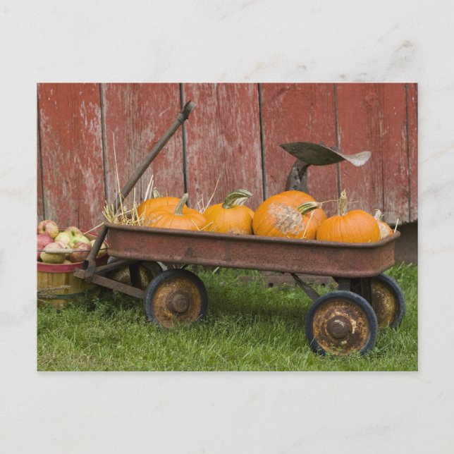 Pumpkins in old wagon postcard (Front)