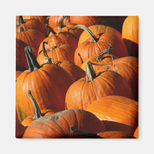 Pumpkins Magnet