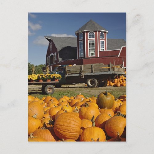 Pumpkins on farm in autumn near Concord 2 Postcard