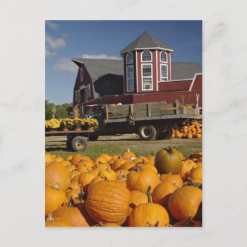 Pumpkins On Farm In Autumn Near Concord  2 Postcard by americathebeautiful_ at Zazzle