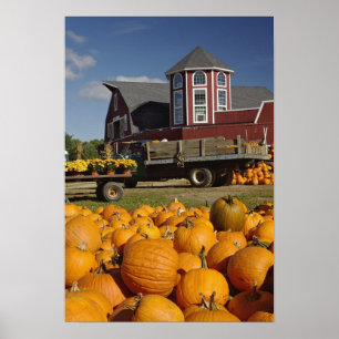 Pumpkins on farm in autumn near Concord, 2 Poster