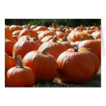 Pumpkins Photo for Fall, Halloween or Thanksgiving