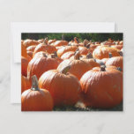 Pumpkins Photo for Fall, Halloween or Thanksgiving