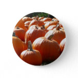 Pumpkins Photo for Fall, Halloween or Thanksgiving Button