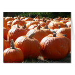 Pumpkins Photo for Fall, Halloween or Thanksgiving Card