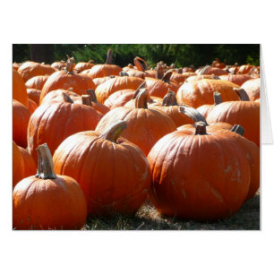 Pumpkins Photo for Fall, Halloween or Thanksgiving Card