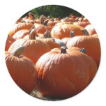 Pumpkins Photo for Fall, Halloween or Thanksgiving Classic Round Sticker