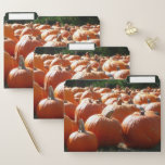 Pumpkins Photo for Fall, Halloween or Thanksgiving File Folder