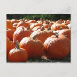 Pumpkins Photo for Fall, Halloween or Thanksgiving Holiday Postcard
