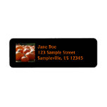 Pumpkins Photo for Fall, Halloween or Thanksgiving Label