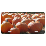 Pumpkins Photo for Fall, Halloween or Thanksgiving License Plate
